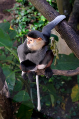 Red-shanked douc wildlife reserve in thailand