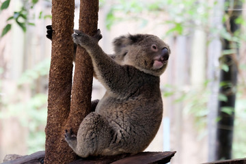 koala bear in forest zoo  at Thailand