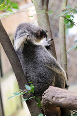 koala bear in forest zoo  at Thailand