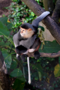 Red-shanked douc wildlife reserve in thailand
