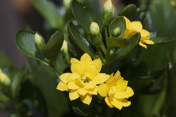 Macro view of tiny succulent yellow kalanchoe flowers and buds with deep green foliage in an indoor pot