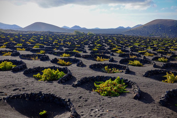 lanzarote vignoble de la geria