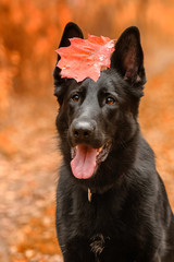 Pies, czarny owczarek niemiecki z czerwonym liściem na głowie, siedzący w jesiennym lesie