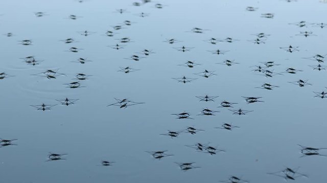Many skaters on the water. This insect is easily glides over the surface of the water