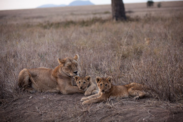 Cuccioli di leone leoncini nel parco nazionale del Serengeti in Tanzania