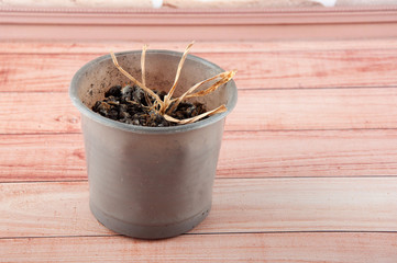Dry carnation dead plant in grey flower pot.