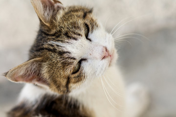 Little sweet cat portrait