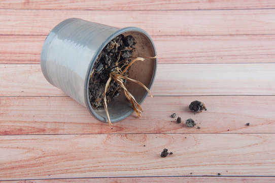 Fototapeta Grey flower pot with dry dead steams in black soil