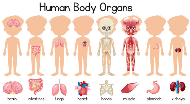 A set of human body organs