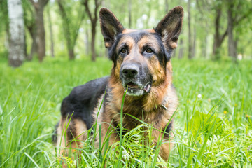 Dog German Shepherd on green grass