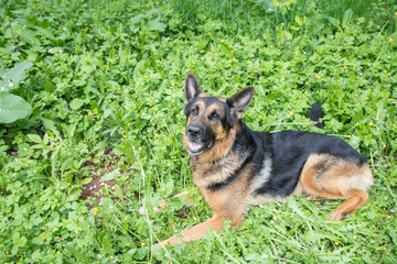 Dog German Shepherd on green grass