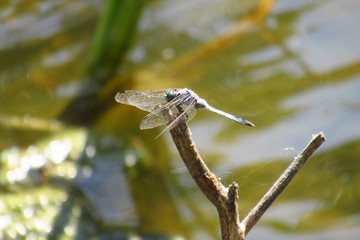 Dragonfly