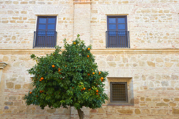 Fototapeta na wymiar Orange Tree, Córdoba, Andalusia, Spain, Europe
