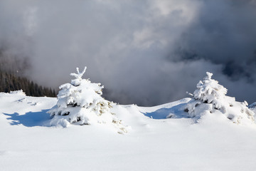 Fototapeta na wymiar Small fluffy fir trees covered with webby snow. Spruce trees stand in snow swept mountain meadow under a gray winter sky. Winter landscape.