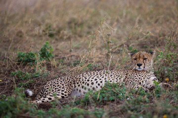 Ghepardo nel parco del Serengeti in Tanzania