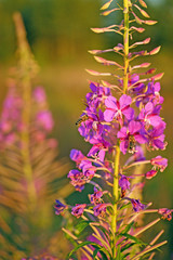 Fototapeta premium Two bees collects nectar from kiprei flowers. Blooming sally, Ivan-tea. Beautiful summer fields of Belarus