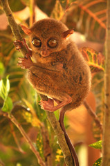Tarsier