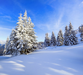 Snow covered spruce trees stand in snow swept mountain meadow under a blue winter sky. Landscape for leaflets.