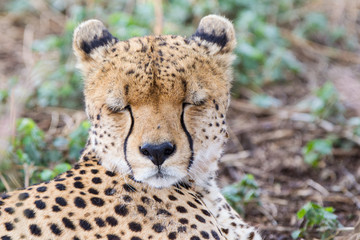 Ghepardo nel parco del Serengeti in Tanzania
