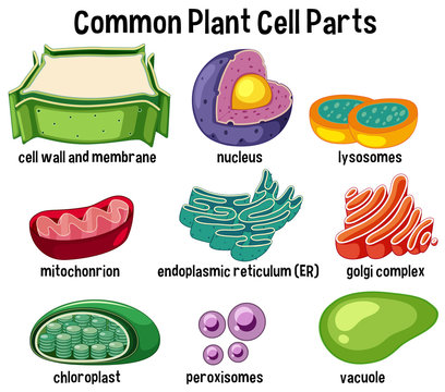 Common plant cell parts