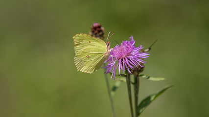 Zitronenfalter sitzt auf lila Blume