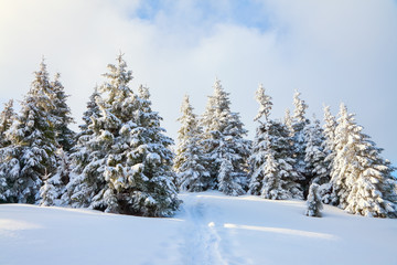 On the lawn covered with white snow there is a trampled path that lead to the dense forest in nice winter day.