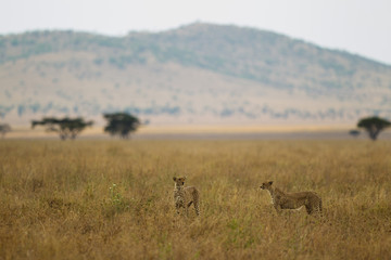 due ghepardi nella Savana