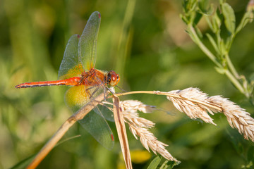 A stalk on a blade of grass A close-up of a dragonfly