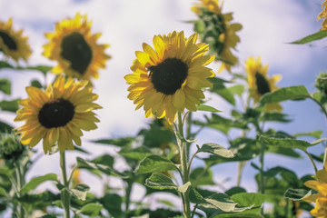 Sonnenblumen im Sonnenschein