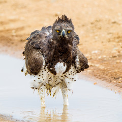 Aquila Marziale Africana Polemaetus bellicosus
