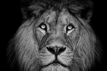 Fototapeten Detailporträt eines schönen Löwen, im Dunkeln © denisapro
