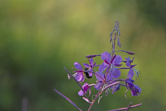 INSECTS - bumblebee on a willow-herb flower