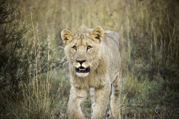 Lion