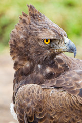 Aquila Marziale Africana Polemaetus bellicosus