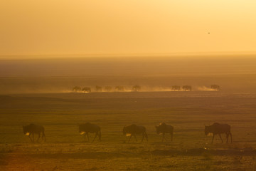 Fototapeta na wymiar Migrazione degli gnu nel parco Ngoro Ngoro Serengeti Africa Tanzzania polvere