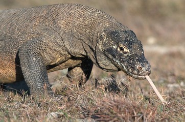 Komodo dragon