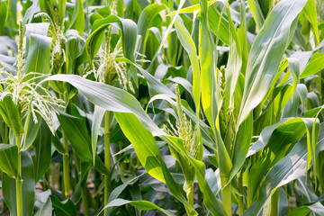 flowering corn in the garden with green leaves