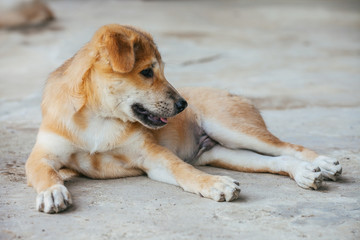 Obraz na płótnie Canvas Light brown puppy with clumsily cute look
