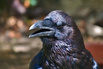 Portrait of common raven, corvus corax