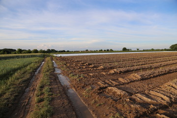 Asparagus field after the rain