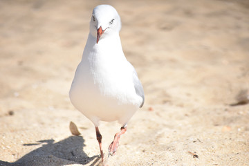 Portrait Seagull standing on the beach