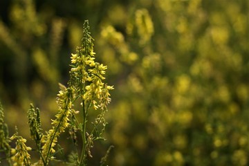 Flower Altai