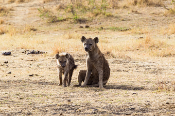 Fototapeta premium Iena nella savana africana maculata crocuta crocuta