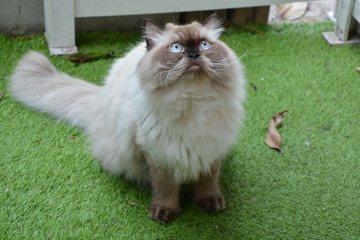 Himalayan cat with blue eyes  sit on the grass