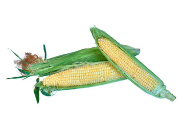 An ear of corn isolated on a white background