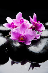 Naklejka na ściany i meble Branch orchid and black pebbles with wet background