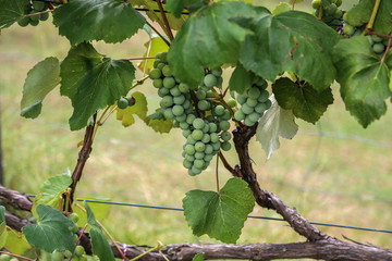 Grapes are ripening in the vineyard