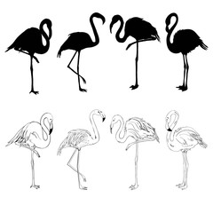 Flamingo illustration, flamingo set vector