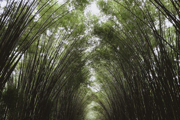 Fototapeta premium Bamboo forest , Natural background arch on both side for walking at Nakhon Nayok, Thailand