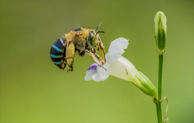 Flying Blue Striped Bee © Dani